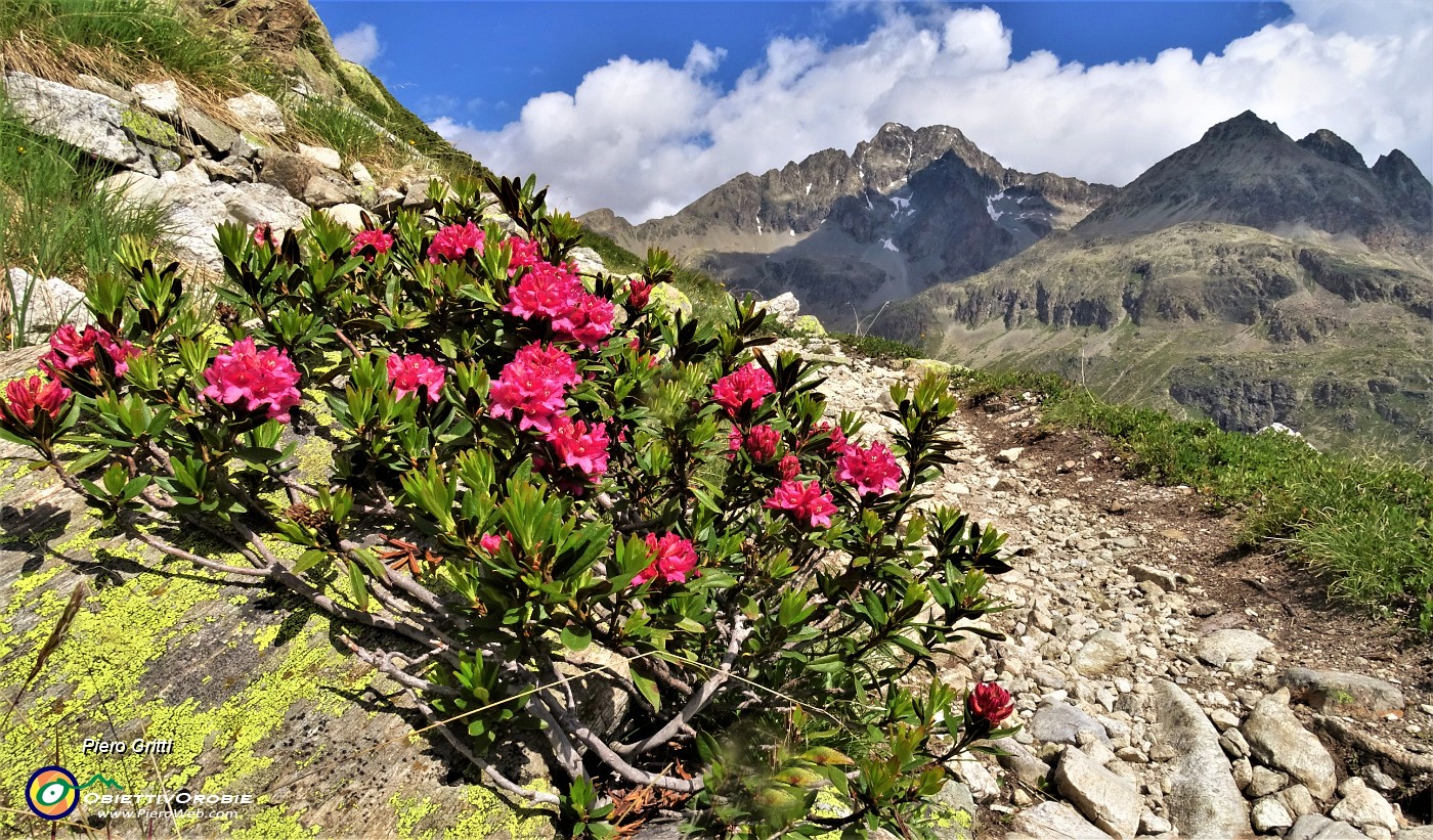 17 Rododendron ferrugineum (Rododendro rosso) con vista sul Piz Julier.JPG -                                